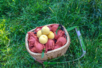 A basket of freshly picked Yanling alpine yellow peaches
