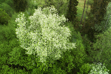 An aerial of a Bird cherry tree, Prunus padus blooming on a spring day in Estonia. 