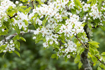 Common pear, Pyrus communis blossoms on a cloudy spring day in Northern Europe. 