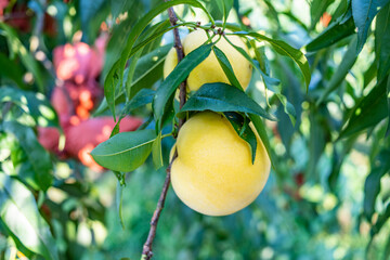 Yellow peach growing on the tree