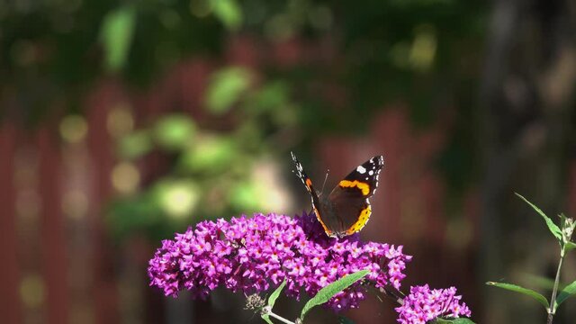 Butterfly Red Admiral (Vanessa atalanta) collects nectar on a Buddleja flower. Blooming Buddleja Davidii flower. Lilac flowers and beautiful butterflies decorate the garden