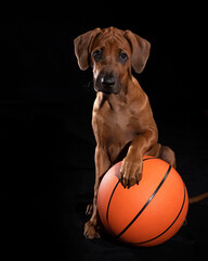 Basketball mit Hundewelpen, Ballsport, 