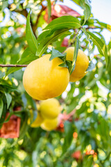 Yellow peach growing on the tree