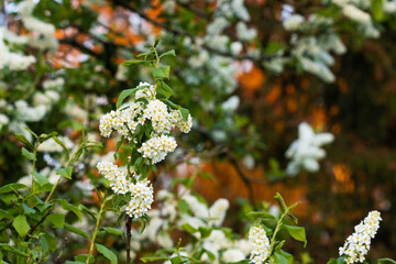 Bird cherry tree, Prunus padus blooming during a beautiful warm sunset on a spring evening in Estonia.