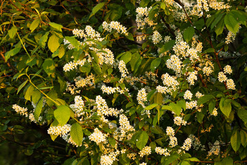 Bird cherry tree, Prunus padus blooming on a warm spring evening in Estonia.