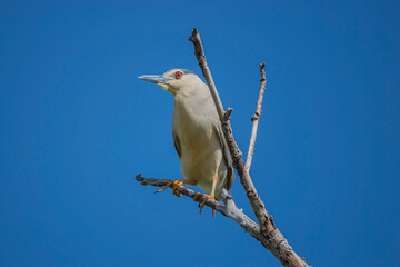 Bottom view of Black Crowned Night Heron (Nycticorax nycticorax) perched on a tree branch.