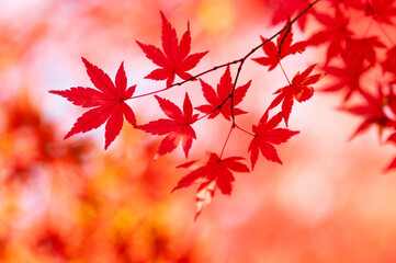 紅葉模様