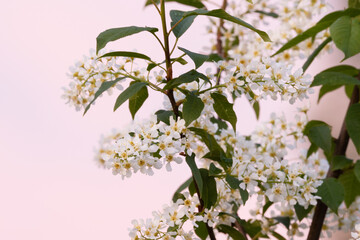Bird cherry tree, Prunus padus blooming on a warm spring evening in Estonia.