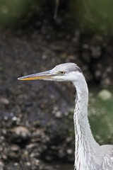 grey heron in the pond