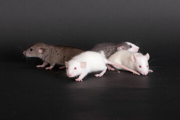 very small baby rats