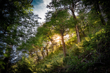 Fototapeta na wymiar Lens flare of sun in the forest of southern Chile, green nature of Latin America. Lonquimay