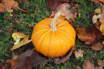 Autumn composition. Fall season. Pumpkin on rustic background. Mabon, Halloween.