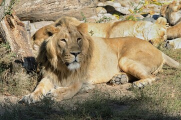 lion and lioness