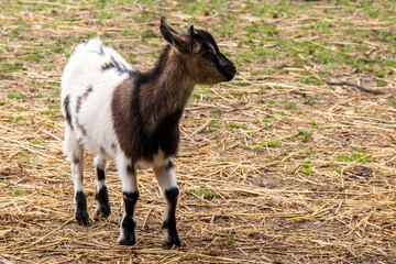 Jeune chevreau  © guitou60