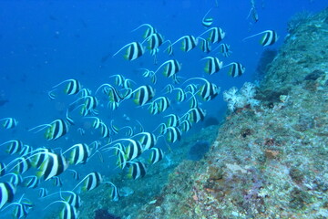 奄美大島 ムレハタタテダイ
2108 7595