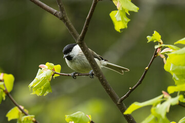 Small Marsh tit, Poecile palustris perched on a Linden tree branch on a spring day. 