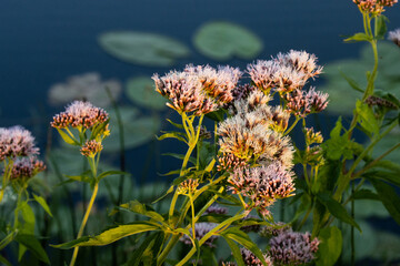 Beautiful pinkish blossoms of a Hemp-agrimony, Eupatorium cannabinum on a river bank in Estonia, Northern Europe.