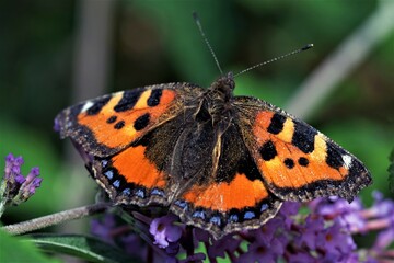 Small tortoiseshell butterflies although widespread across Western Europe, are declining rapidly.