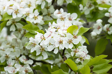 Common pear, Pyrus communis blossoms on a cloudy spring day in Northern Europe. 