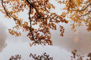 foggy autumn - obrazy, fototapety, plakaty