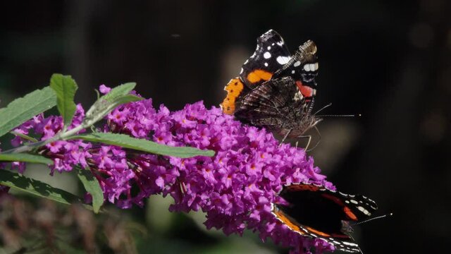 Two Butterflys Red Admiral (Vanessa atalanta) collect nectar on a Buddleja flower. Blooming Buddleja Davidii flower. Lilac flowers and beautiful butterflies decorate the garden