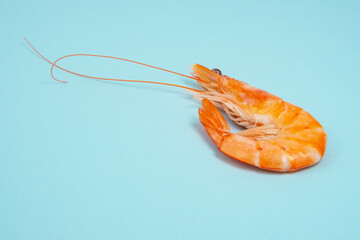 Sea shrimp fresh on blue background