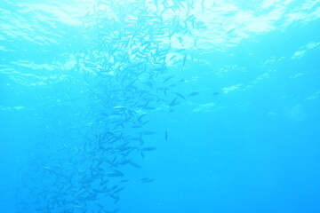 奄美大島 キビナゴ
2108 7614