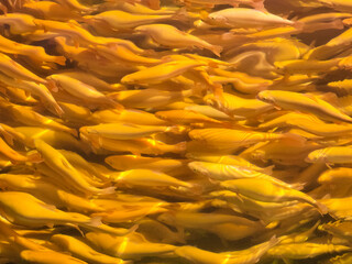 Fototapeta na wymiar Beautiful background with yellow fish in the water, golden trout, top view.
