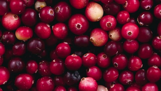Movement red lingonberry berries. View from above.