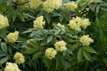 Red elderberry, Sambucus racemosa blooming during late spring in Estonia, Northern Europe. 
