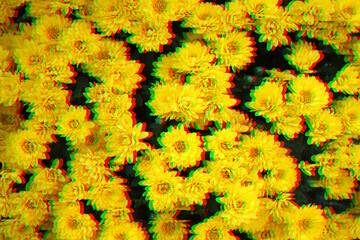 Yellow Chrysanthemums flowers with glitch rgb shift effect. In full bloom. Asteraceae family....