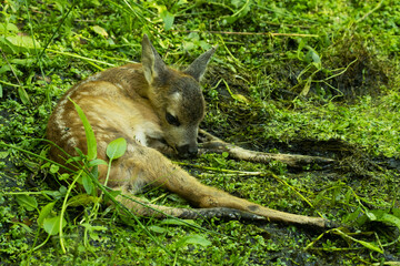 A small Roe deer, Capreolus capreolus fawn lying motionless and waiting for its mother. 