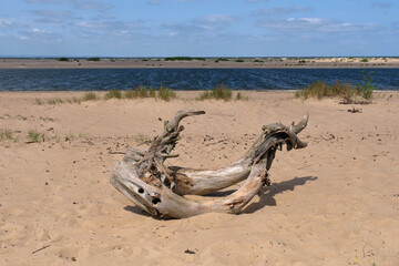 Fototapeta na wymiar Dry limb washed ashore 