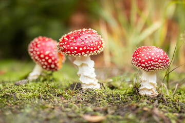 Drei Fliegenpilze auf bemoostem Waldboden