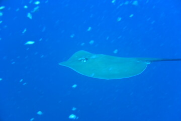 奄美大島 エイ 2108 7623 © Takehiro