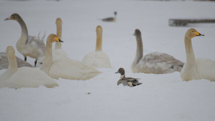 雪原の白鳥の群れに紛れる鴨