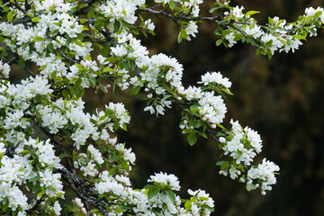 Plumleaf crab apple, Malus prunifolia with lots of white blossoms on a spring day in an European garden. 