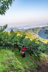 Yanling Alpine Yellow Peach Planting Fruit Forest, Hunan Province, China