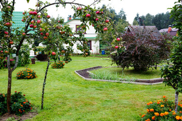 Apple tree with apples in the country.
 The branches of the apple tree bent under the weight of the...