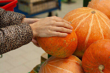 Woman chooses a pumpkin