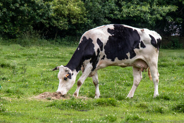 Naklejka na ściany i meble Vache Holstein au pré