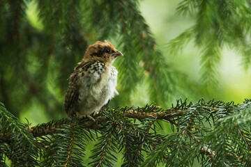 Small Hazel grouse, Tetrastes bonasia chick perhed on a European Spruce branch during a cold summer day in Estonian boreal forest.