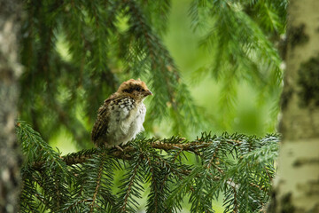 Small Hazel grouse, Tetrastes bonasia chick perhed on a European Spruce branch during a cold summer day in Estonian boreal forest.