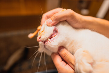 歯ブラシする猫