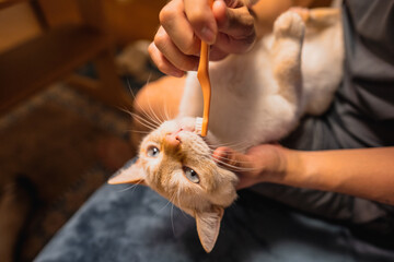 歯ブラシする猫