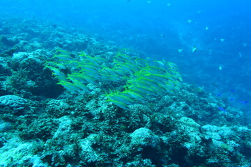 Fototapeta na wymiar 奄美大島 熱帯魚の群れ 2108 7666