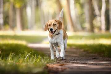 close up portrait of female crossbreed beagle dog with collar walking on asphalt road in city park