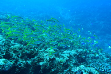 Fototapeta na wymiar 奄美大島 熱帯魚の群れ 2108 7667