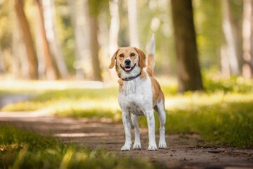 lose up portrait of female crossbreed beagle dog with collar standing on asphalt road in city park