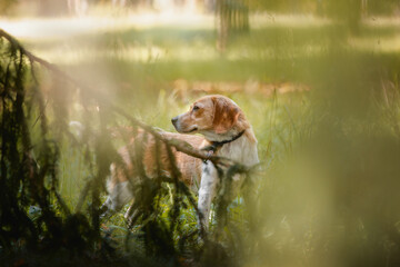 portrait of female crossbreed beagle dog with collar in city park